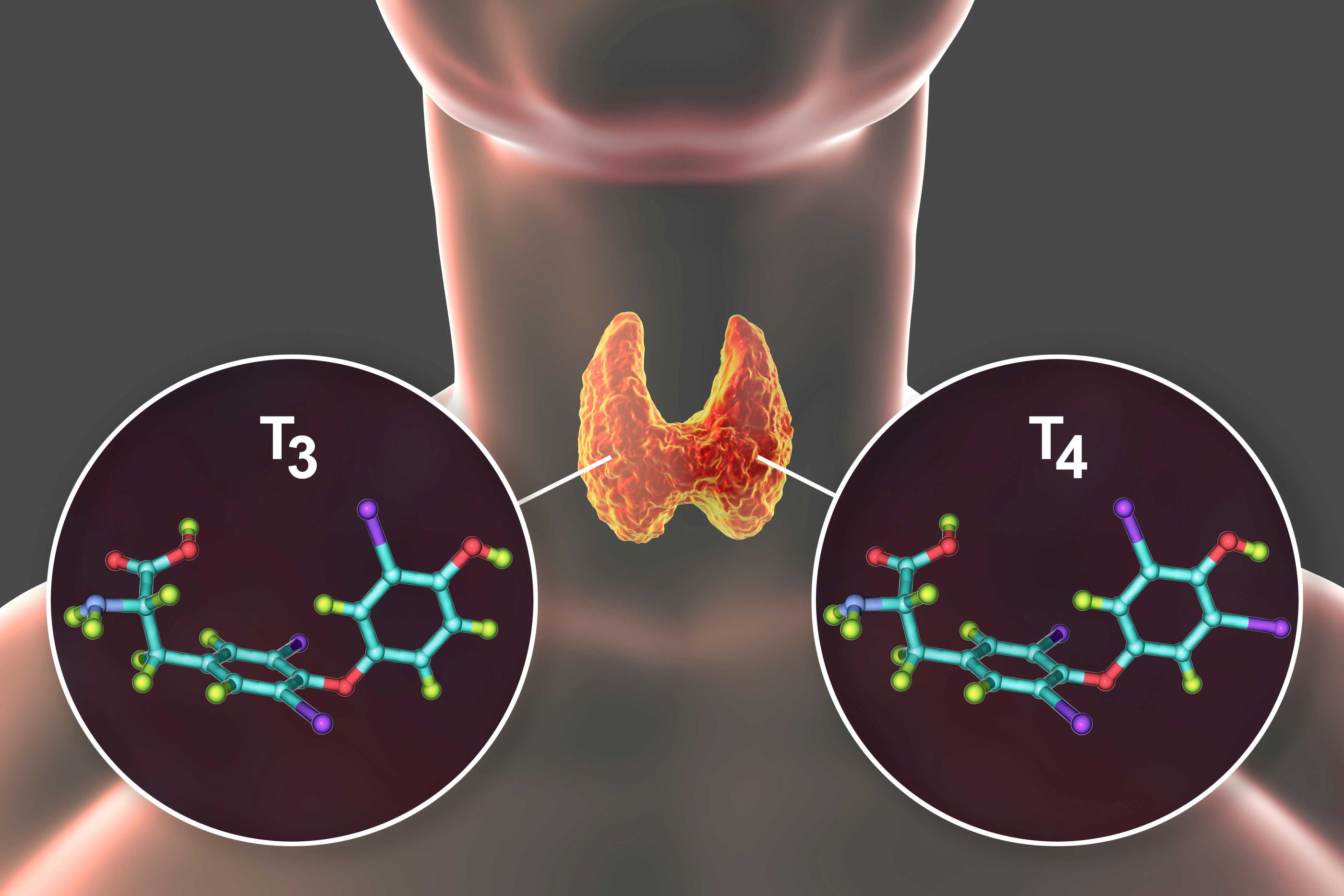 Thyroid hormones - What are they, and how do they affect our body?